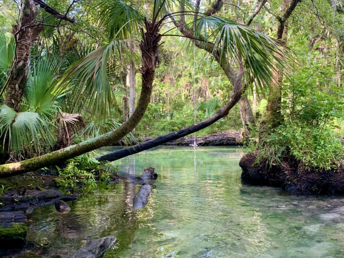 a tree next to a body of water