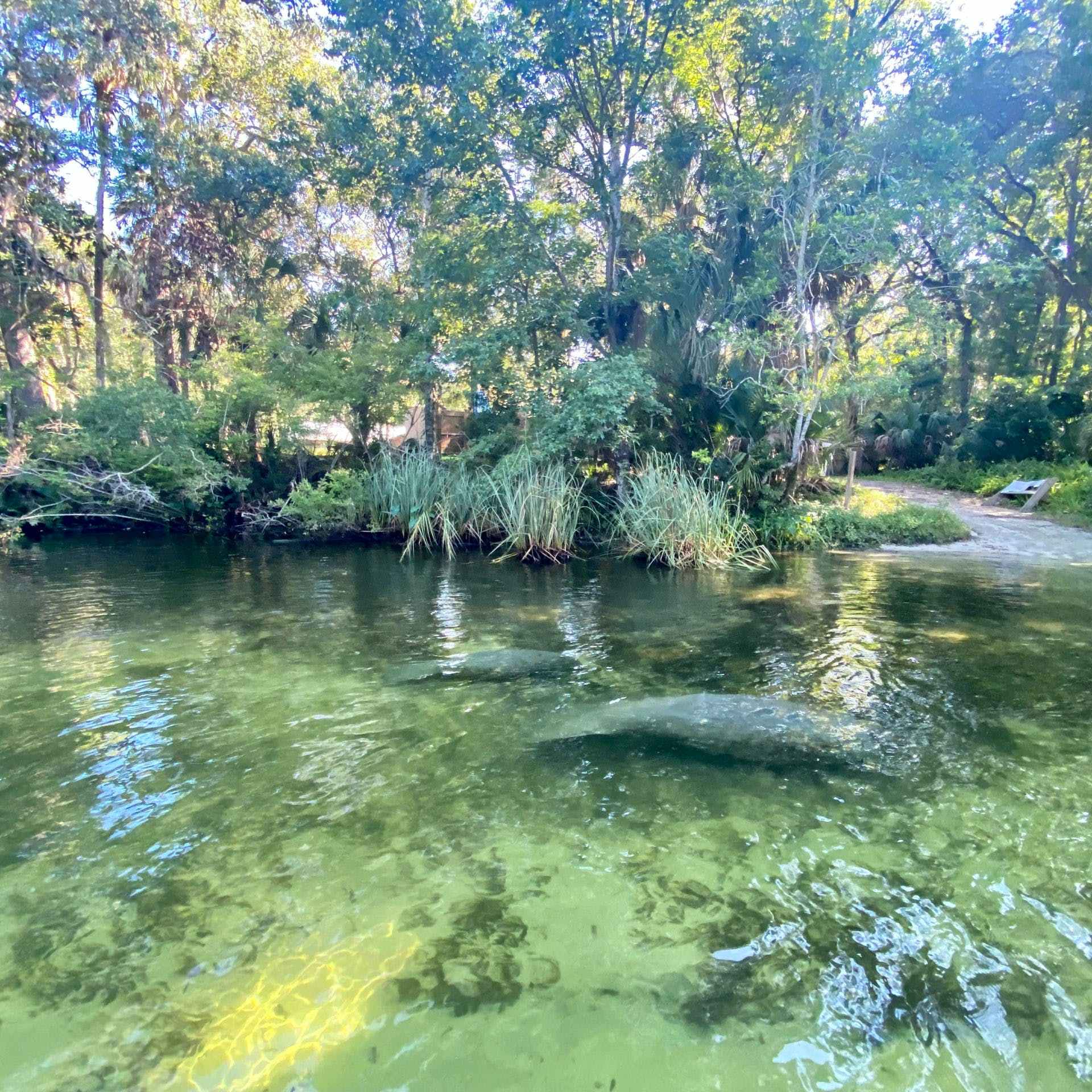 a close up of a pond