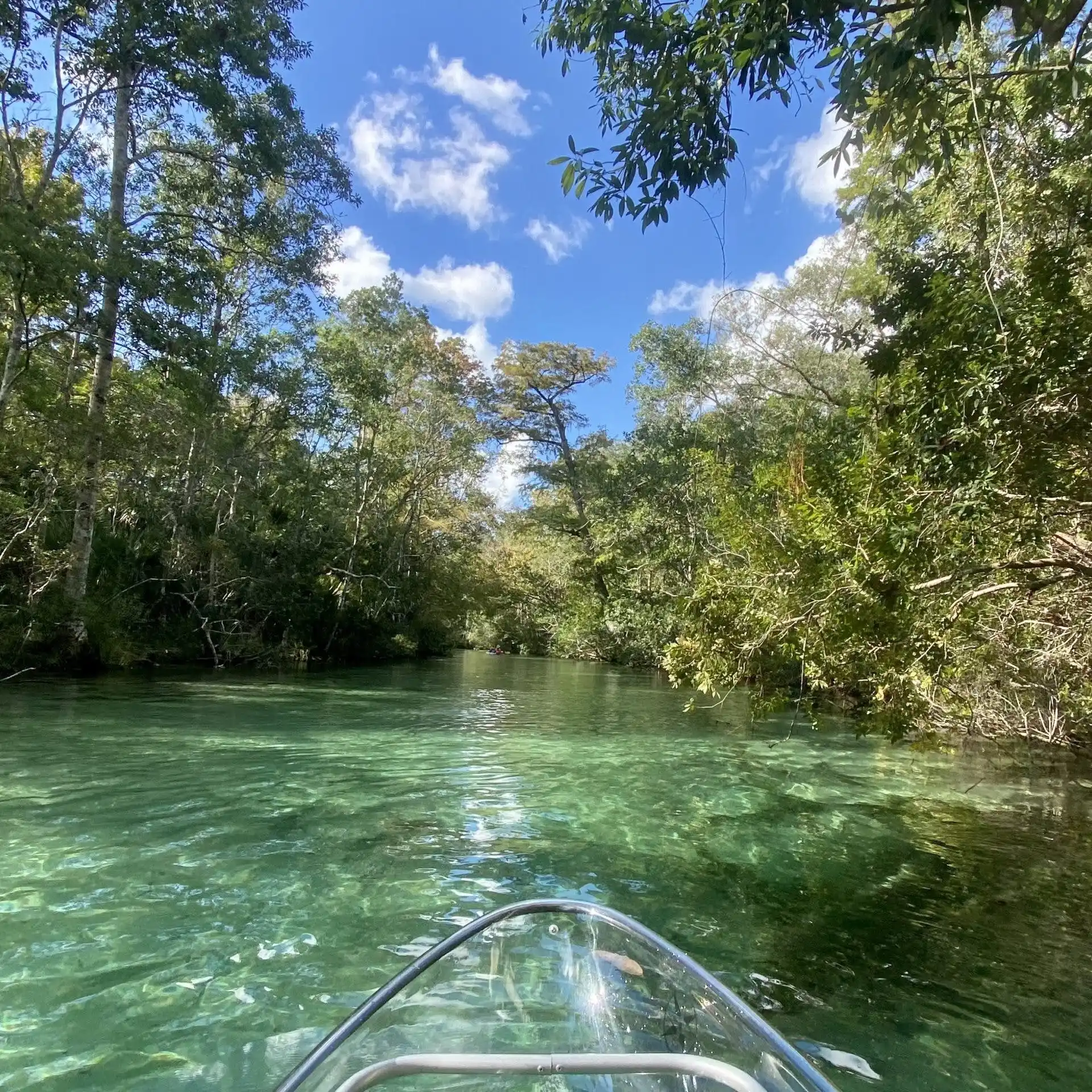a tree next to a body of water