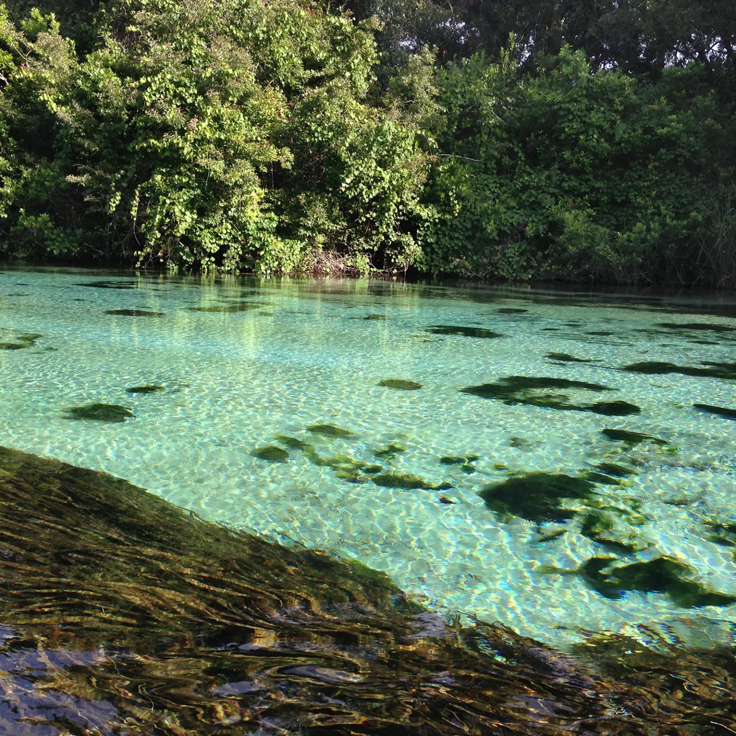 a body of water surrounded by trees