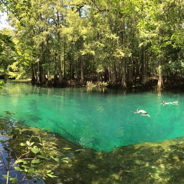 Manatee Springs State Park a large tree surrounded by water