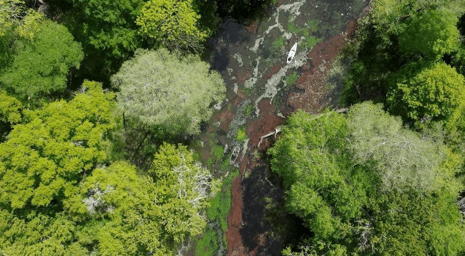 a close up of a lush green forest