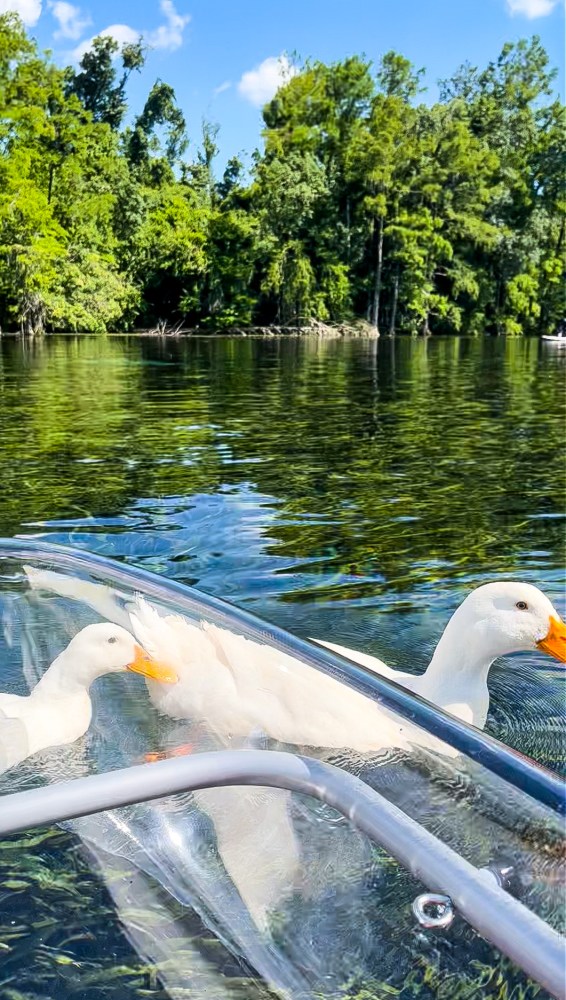 a bird swimming in water