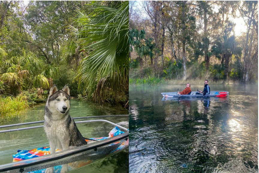 a dog sitting on a boat in the water